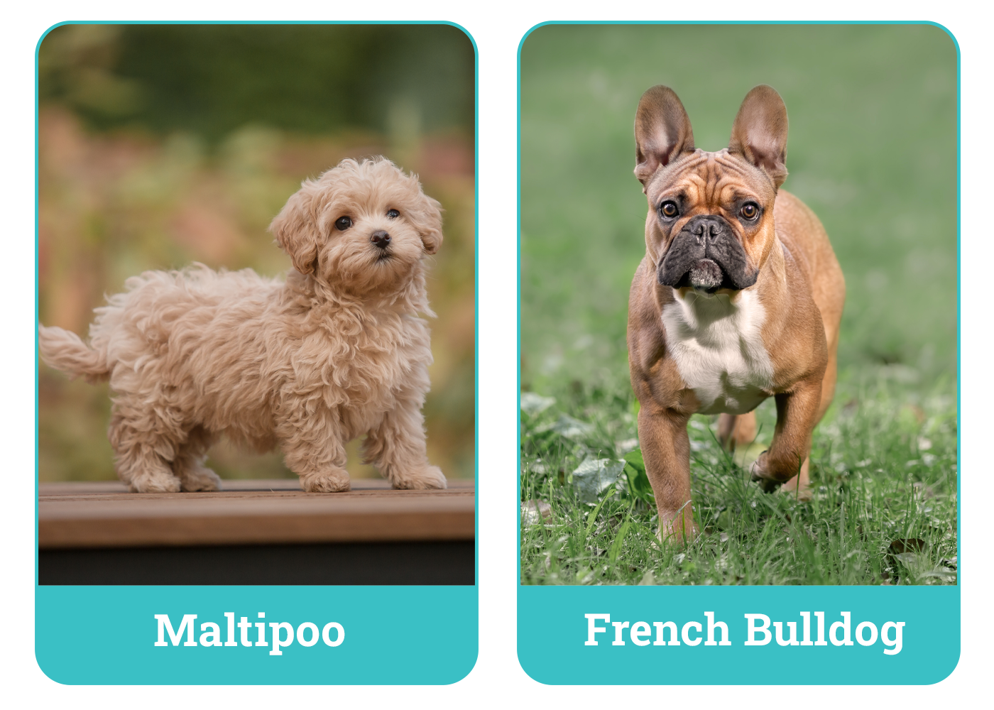 Maltipoo vs. French Bulldog