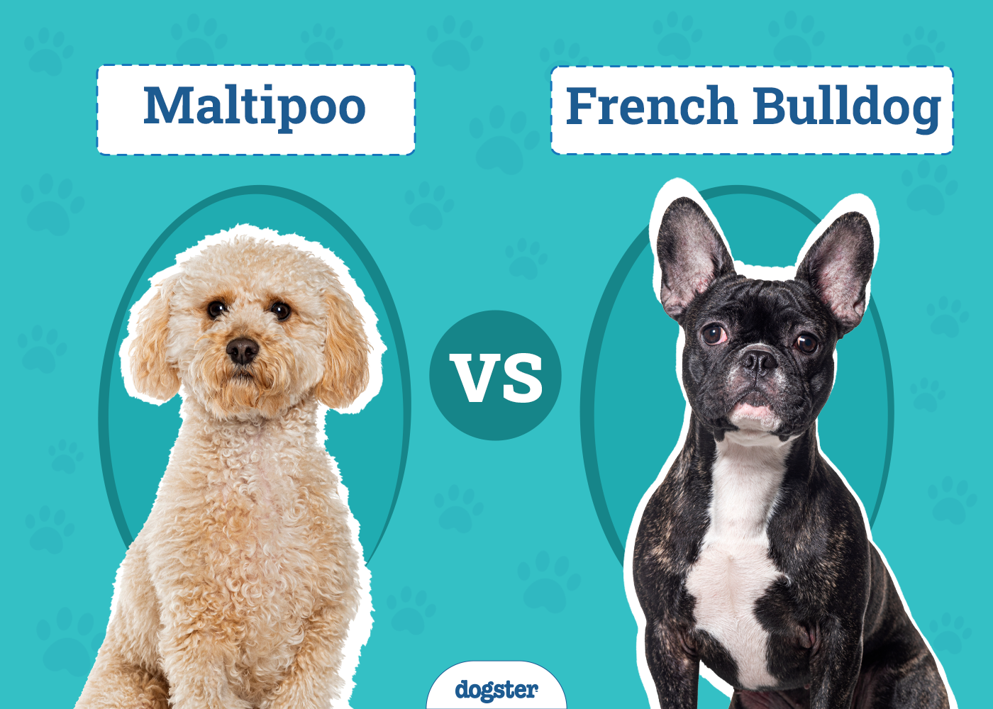 Maltipoo vs. French Bulldog