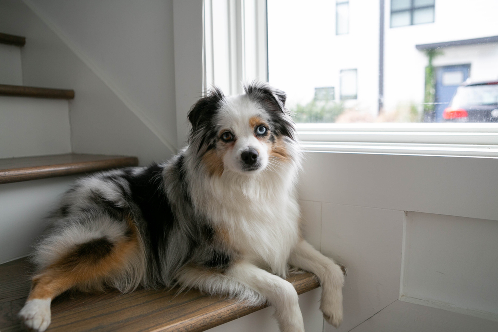 Mini Australian Shepard Sitting by Window