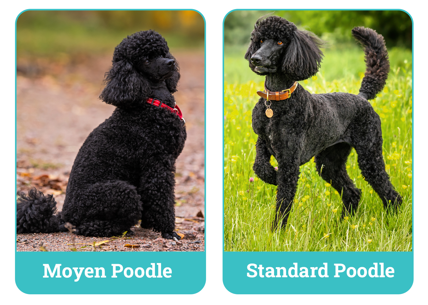Moyen vs Standard Poodle