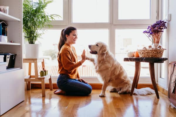 beautiful woman doing high five her adorable golden retriever dog at home. love for animals concept. lifestyle indoors