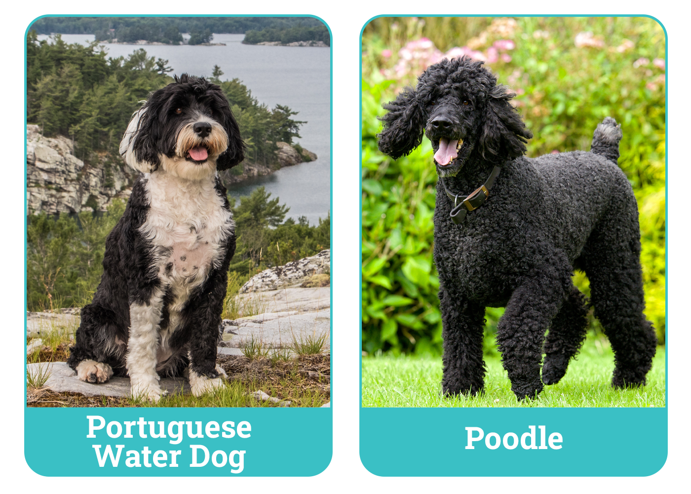 Portuguese Water Dog vs Poodle