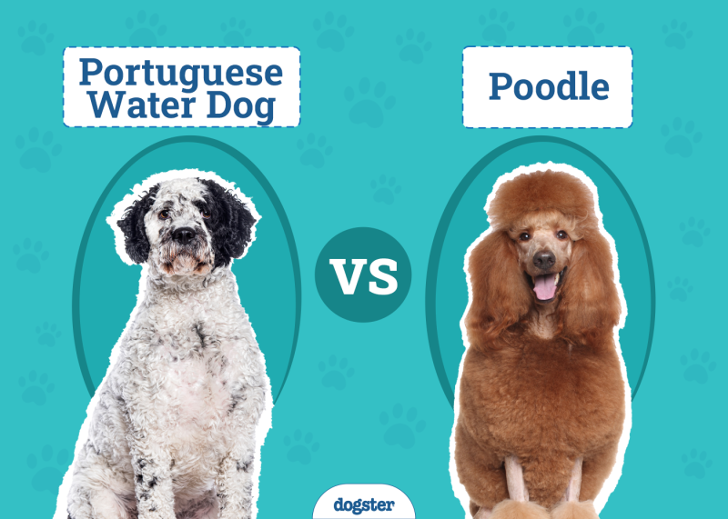Portuguese Water Dog vs Poodle