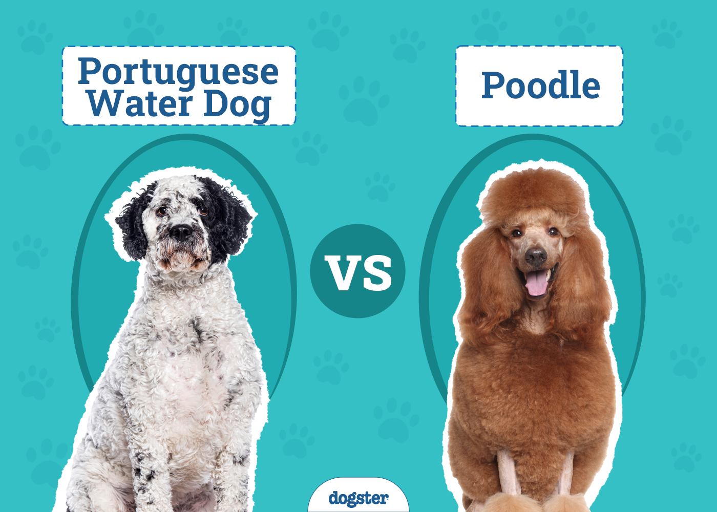 Portuguese Water Dog vs Poodle