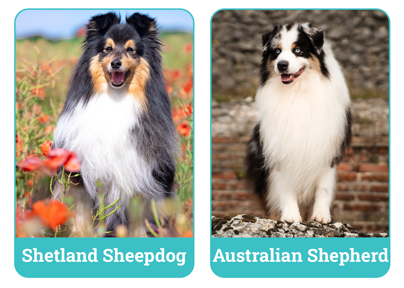 Shetland Sheepdog vs Australian Shepherd