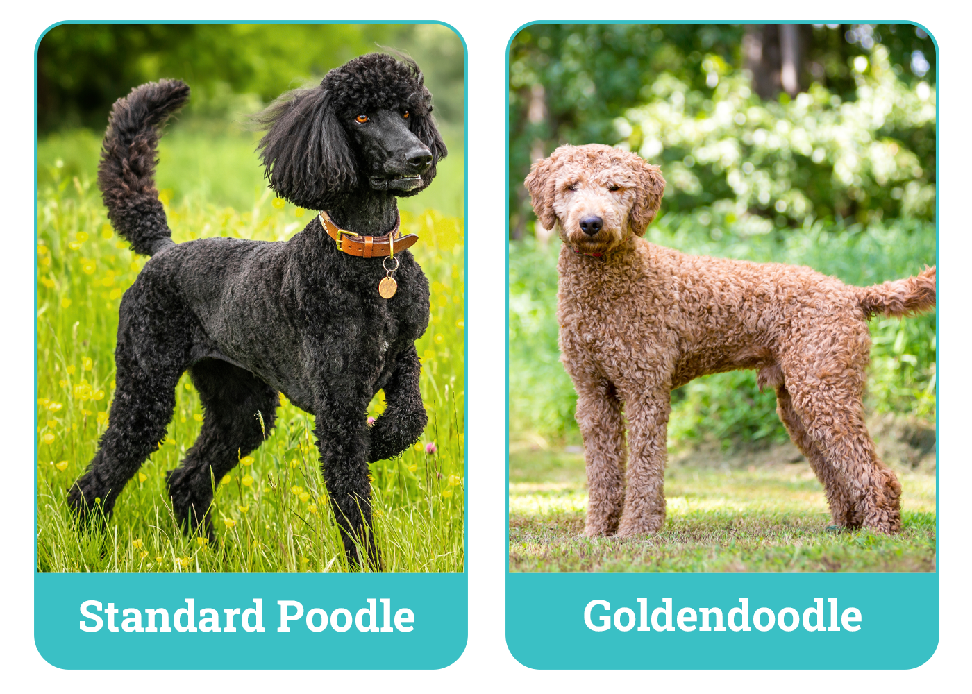 Standard Poodle vs Goldendoodle