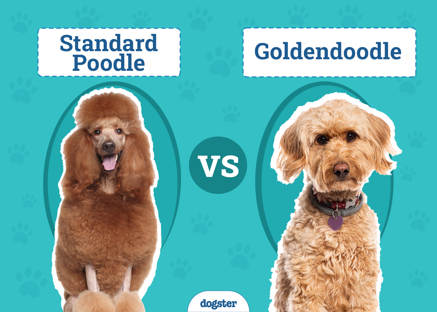 Standard Poodle vs Goldendoodle