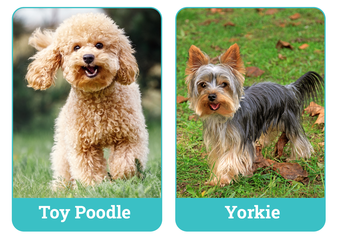 Toy Poodle vs. Yorkie