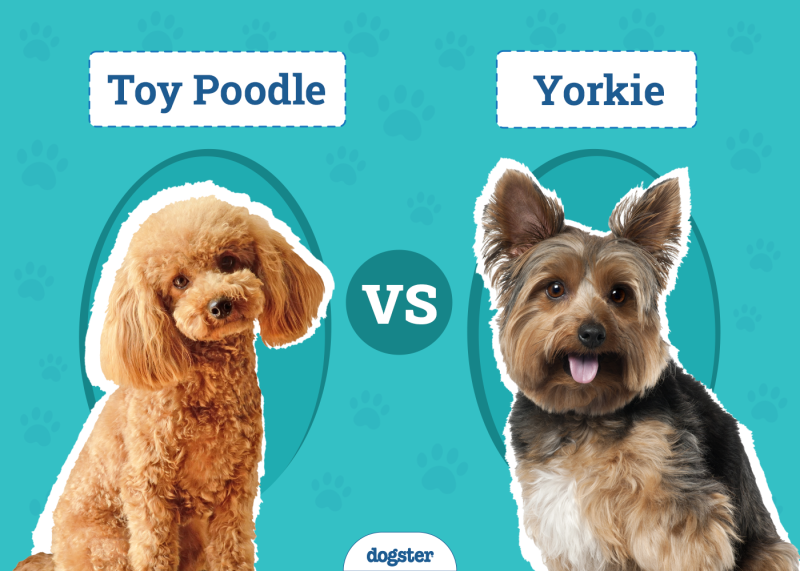 Toy Poodle vs. Yorkie