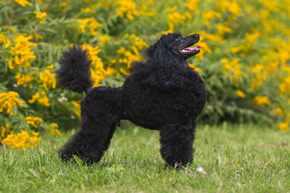 black-moyen-poodle