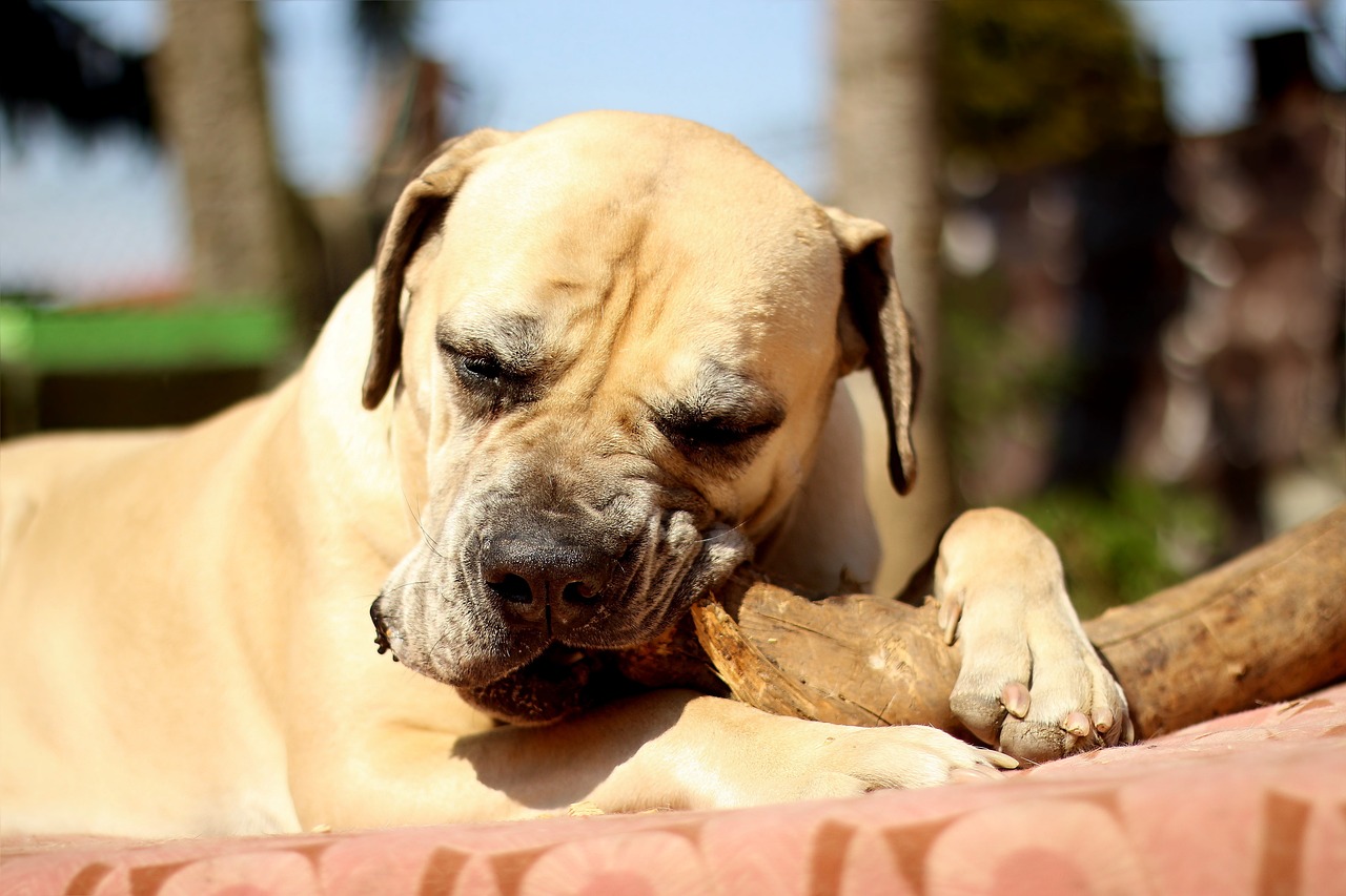 boerboel dog chewing branch
