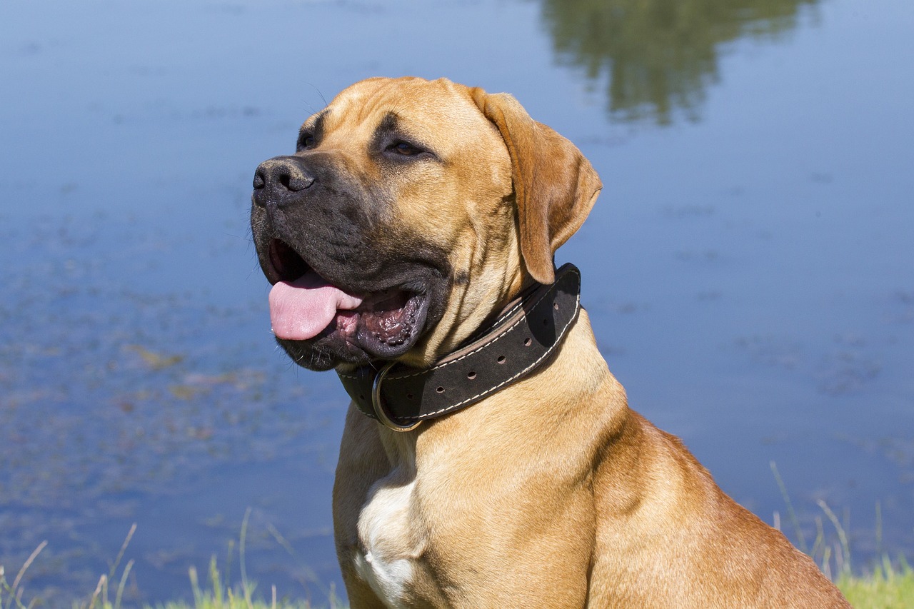 boerboel dog
