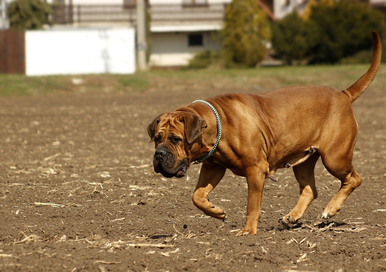 boerboel_