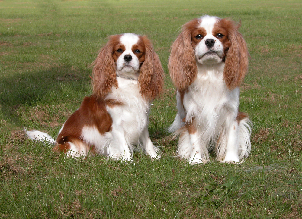 cavalier charles king spaniel couple on grass