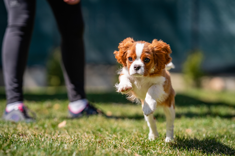 cavalier king charles spaniel training outdoor