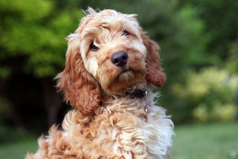 Mini Cockapoo: Info, Pictures, Care Guide & More – Dogster