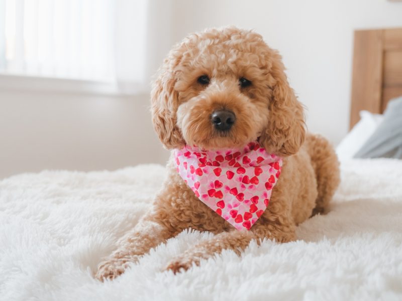 cockapoo with puppy cut