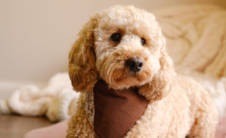 5 Vet-Approved Cockapoo Haircuts You Can Give Your Pup (With Pictures ...