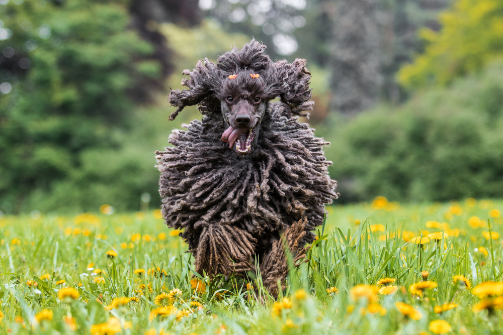 corded-poodle-running-on-the-grass