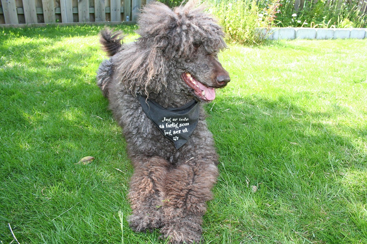 corded poodle sitting on a grass