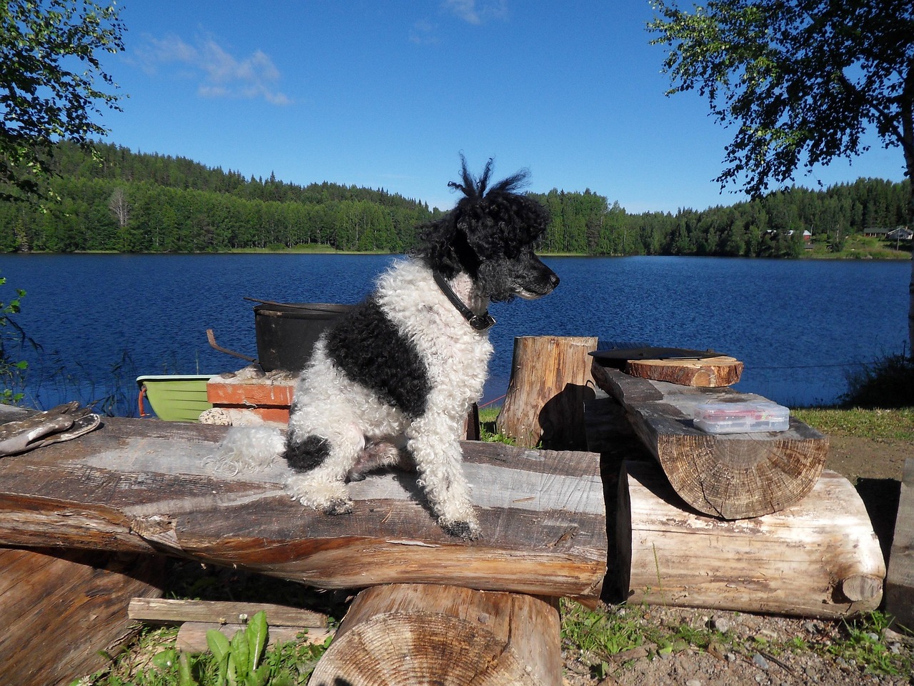 corded-poodle-sitting-on-a-table-by-the-lake