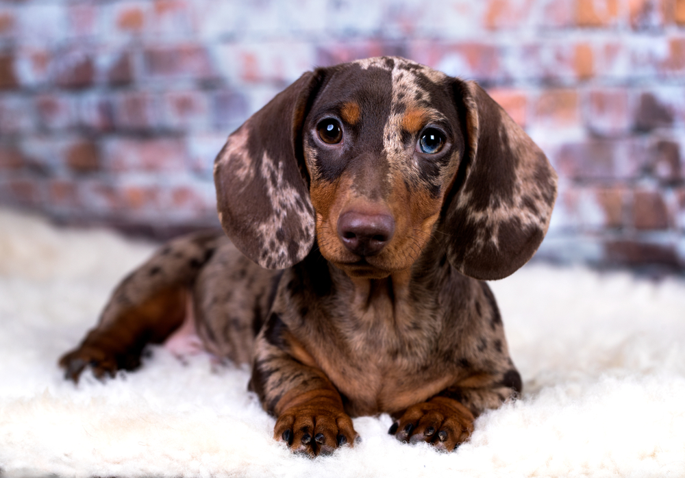 dapple dachshund on a background