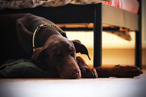 doberman pinscher dog sleeping beside the bed