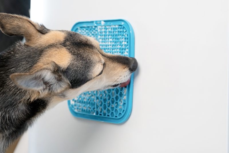 dog licking lick mat