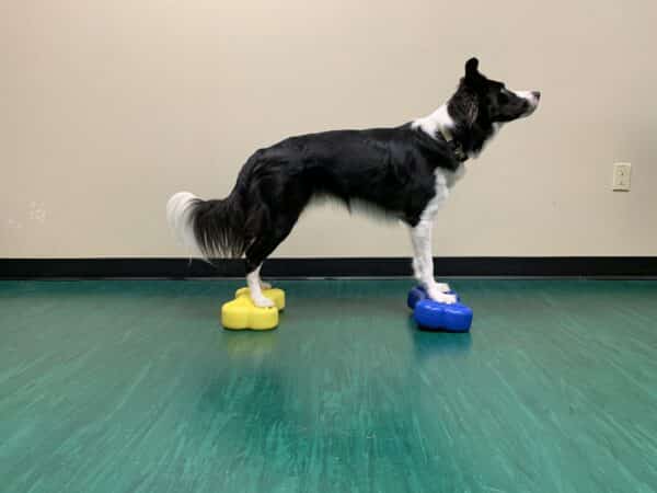 dog balancing