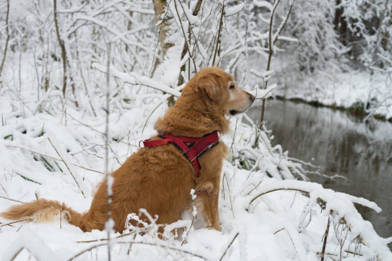 golden retriever in the snow