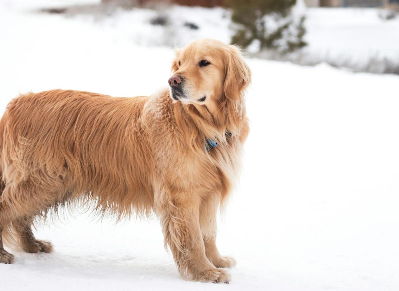 golden-retriever-in-the-snow