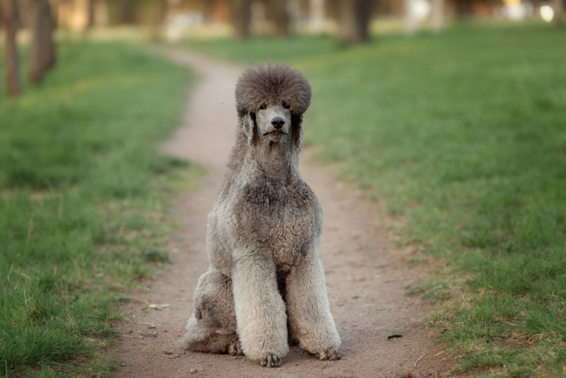 large silver poodle with a beautiful haircut is sitting in a summer glade. Royal poodle