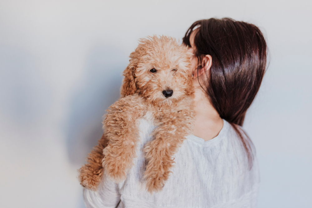 owner hugging pet poodle