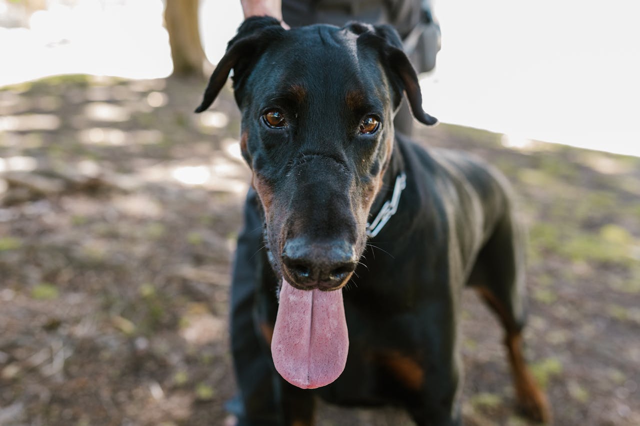 black doberman