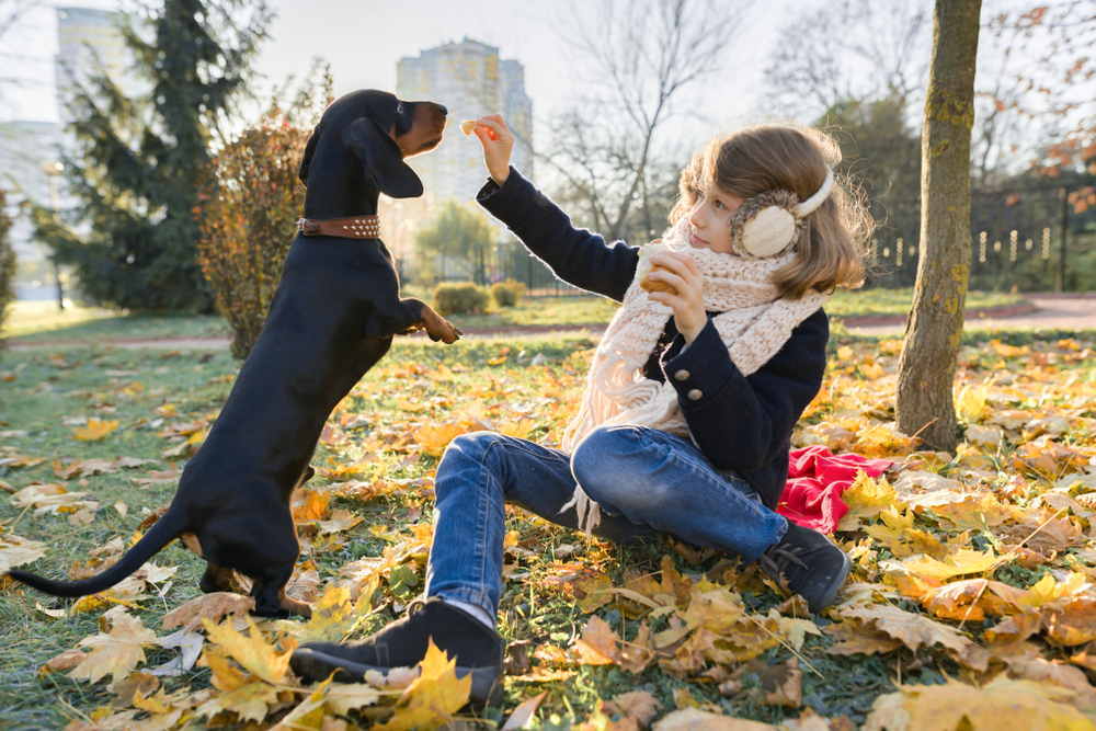 Little girl playing with her Dachshund on a winter day in the park