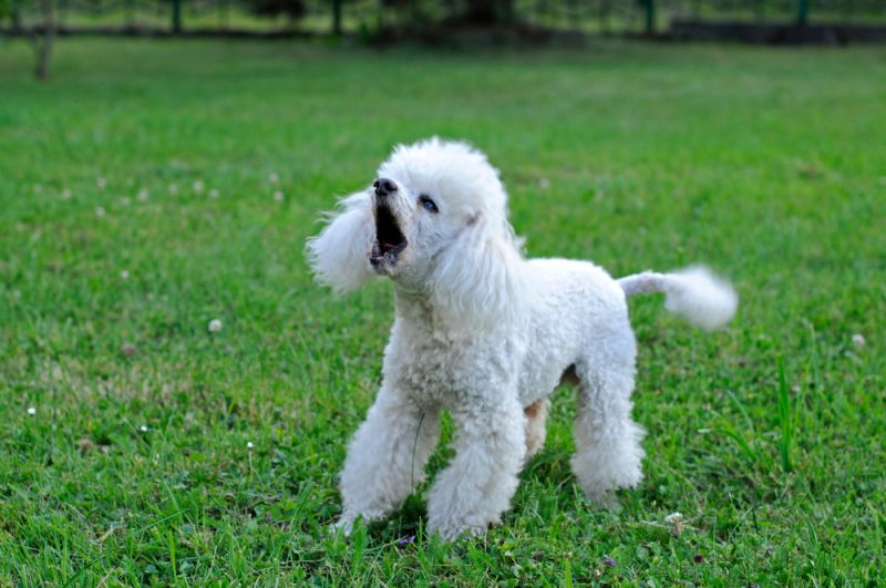 white-poodle-barking-on-the-grass