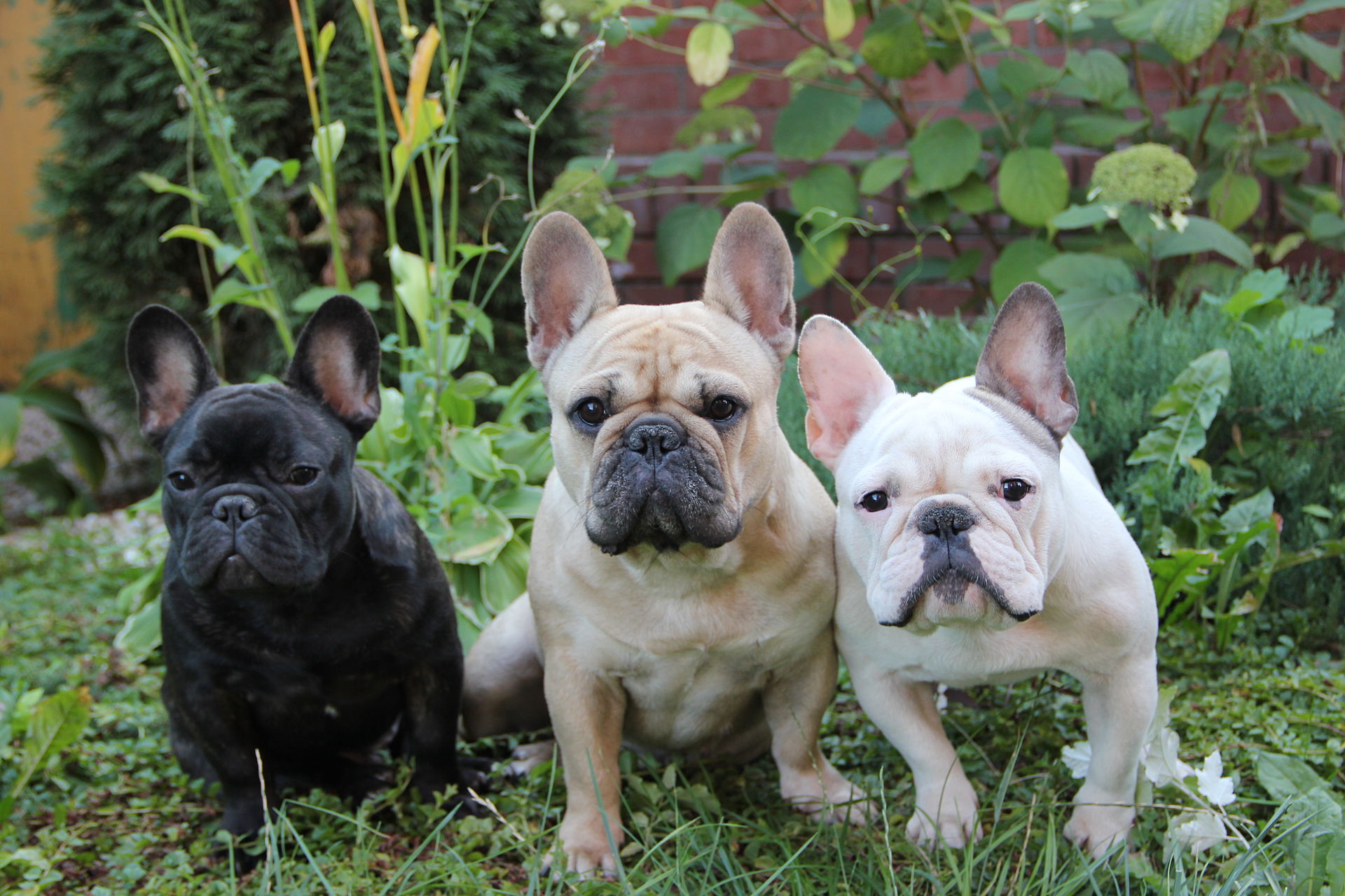 french bulldogs