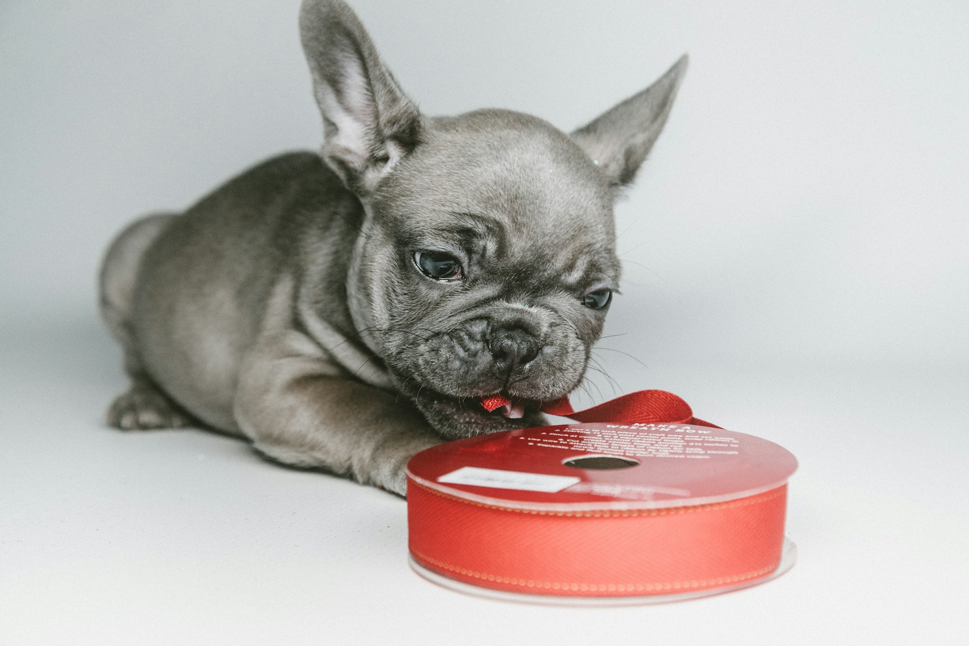 A grey French Bulldog is playing with a red ribbon