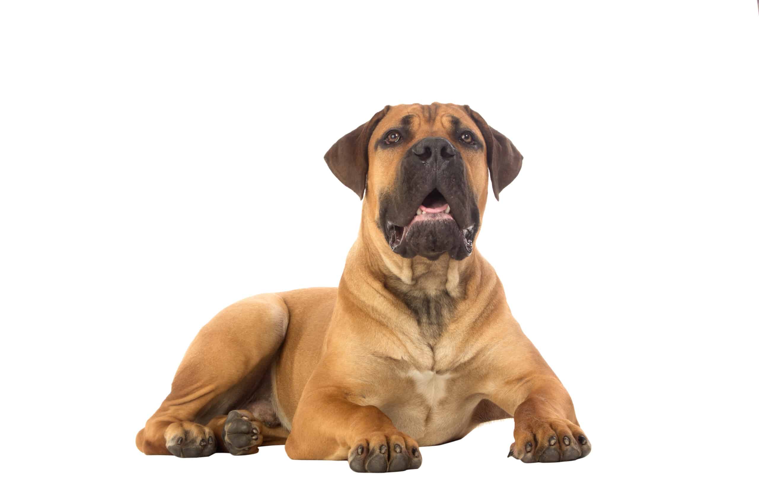 How To Train a Boerboel Our Expert Guide Dogster