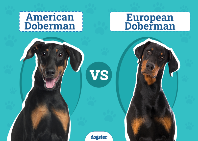 American vs European Doberman