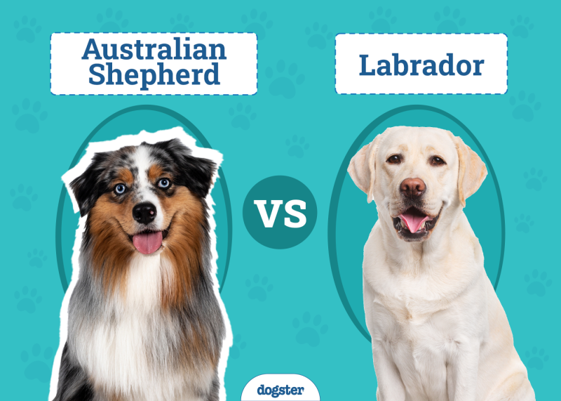 Australian Shepherd vs. Labrador