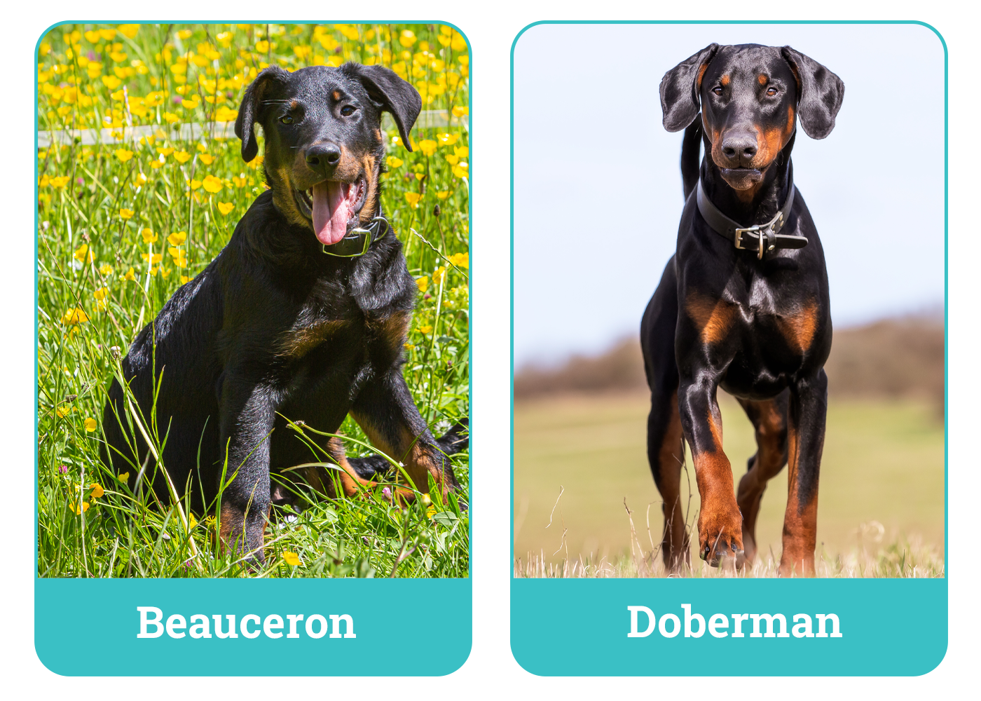 Beauceron vs Doberman