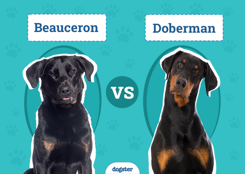 Beauceron vs. Doberman