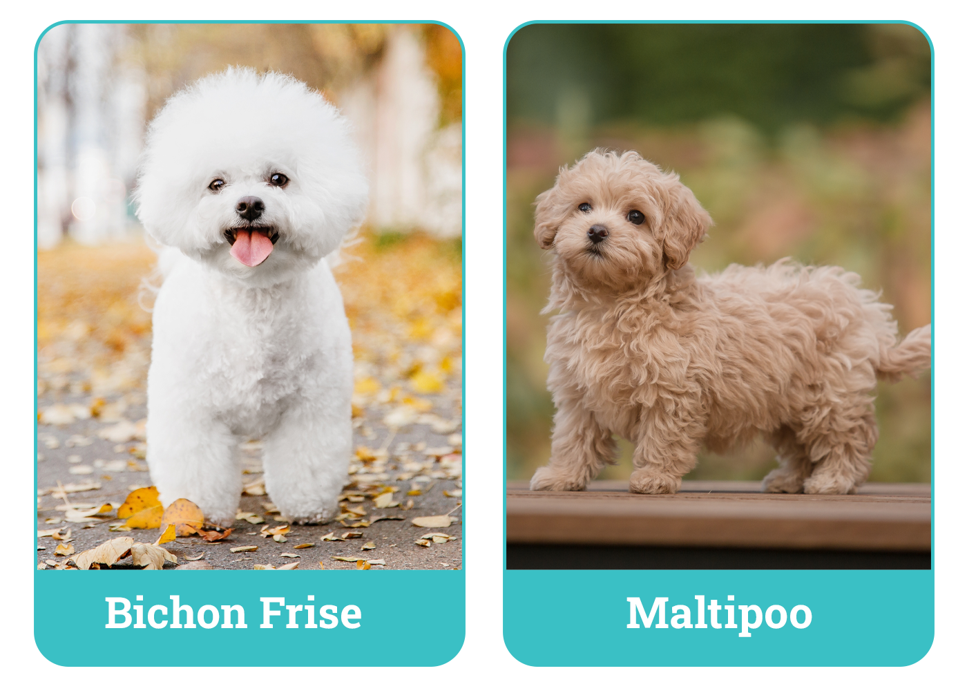 Bichon Frise vs. Maltipoo