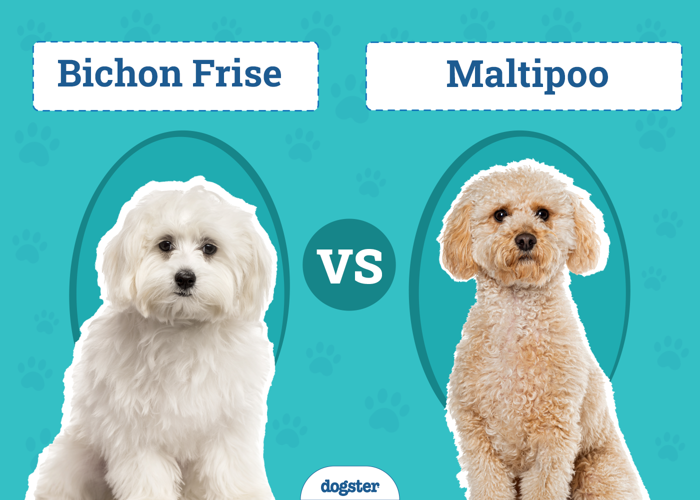 Bichon Frise vs. Maltipoo