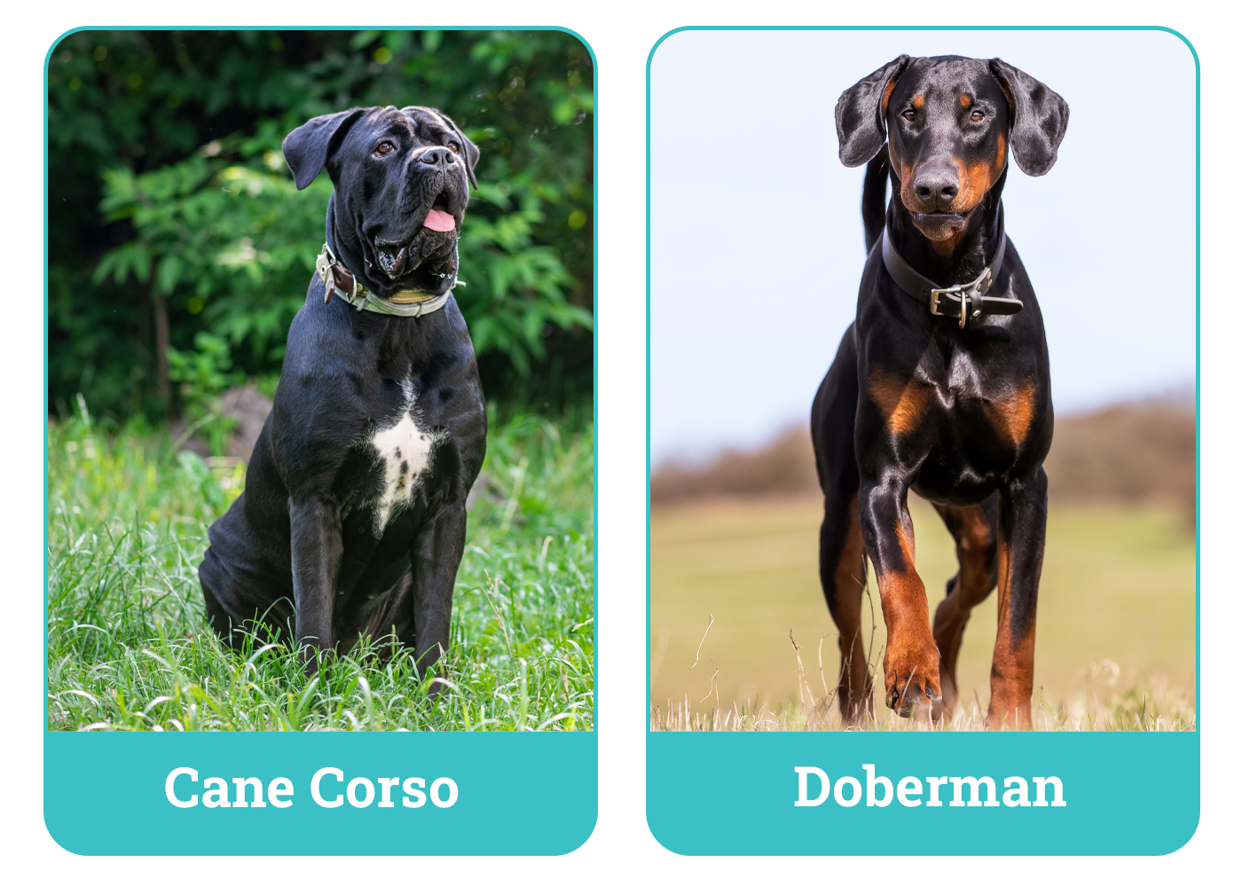 Cane Corso vs Doberman Side By Side