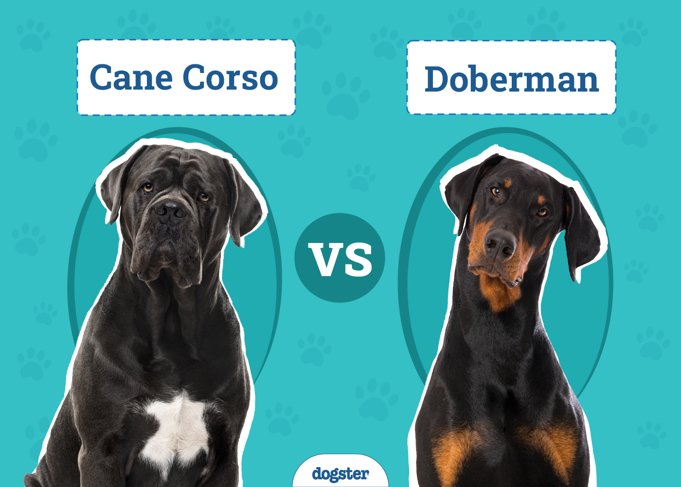 Cane Corso vs Doberman