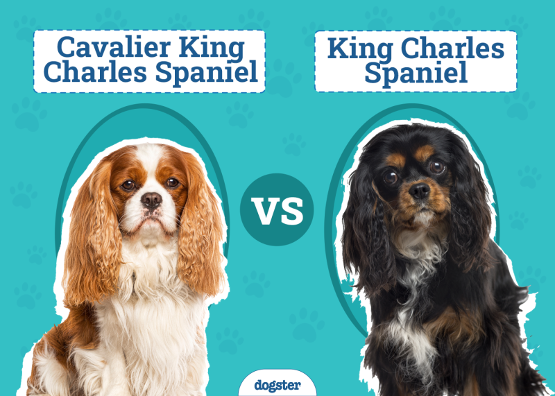 Cavalier King Charles Spaniel vs. King Charles Spaniel