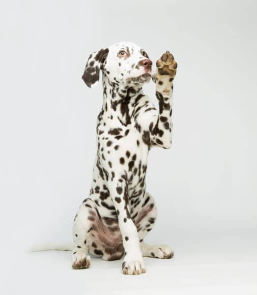 A Dalmatian dog raising its paw