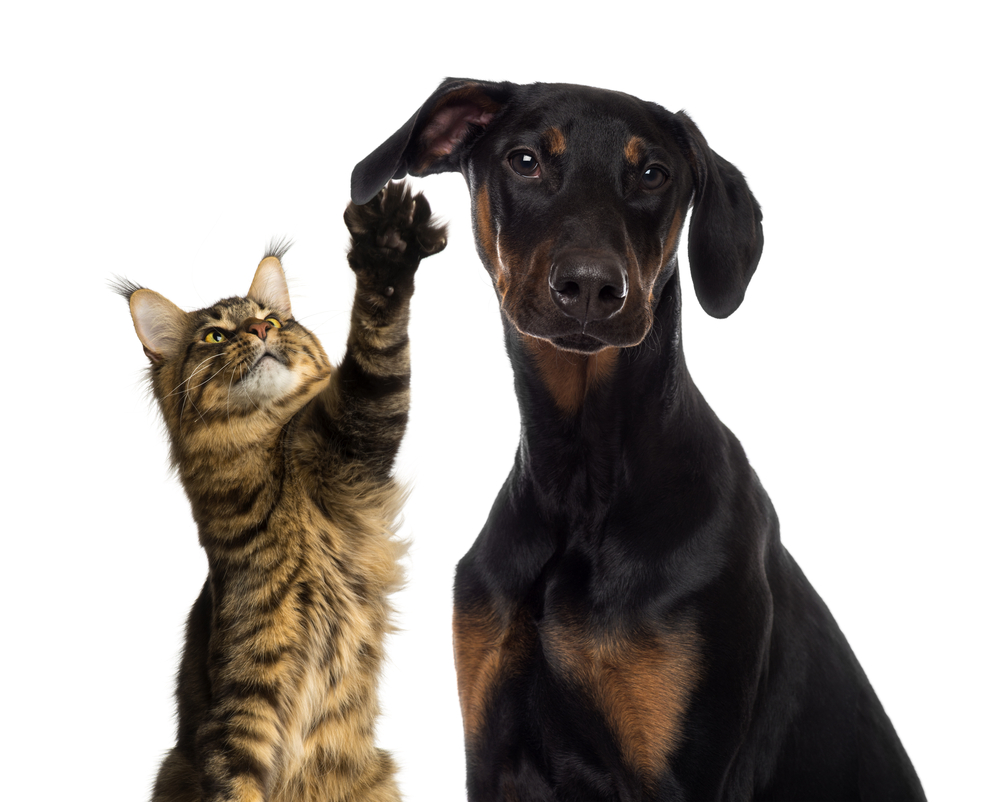 Doberman sitting aside of a cat
